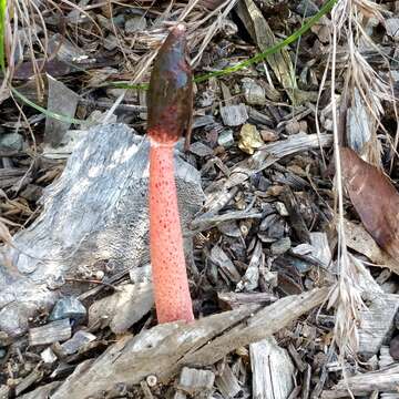 Image of Phallus rubicundus (Bosc) Fr. 1823