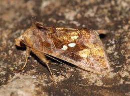 Image of Cutworm