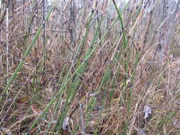 Image of Equisetum moorei Newm.