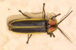 Image of Photinus knulli Green 1956