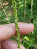 Image of Texas cupgrass