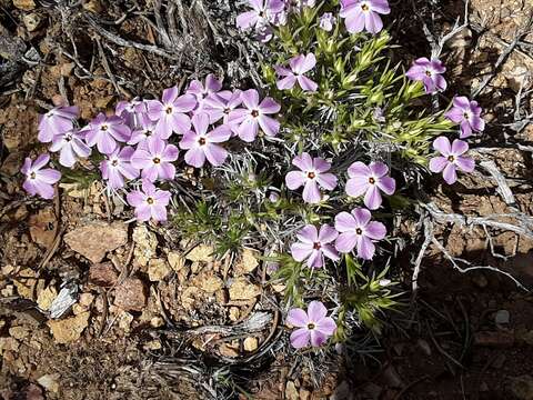 Image of mountain phlox