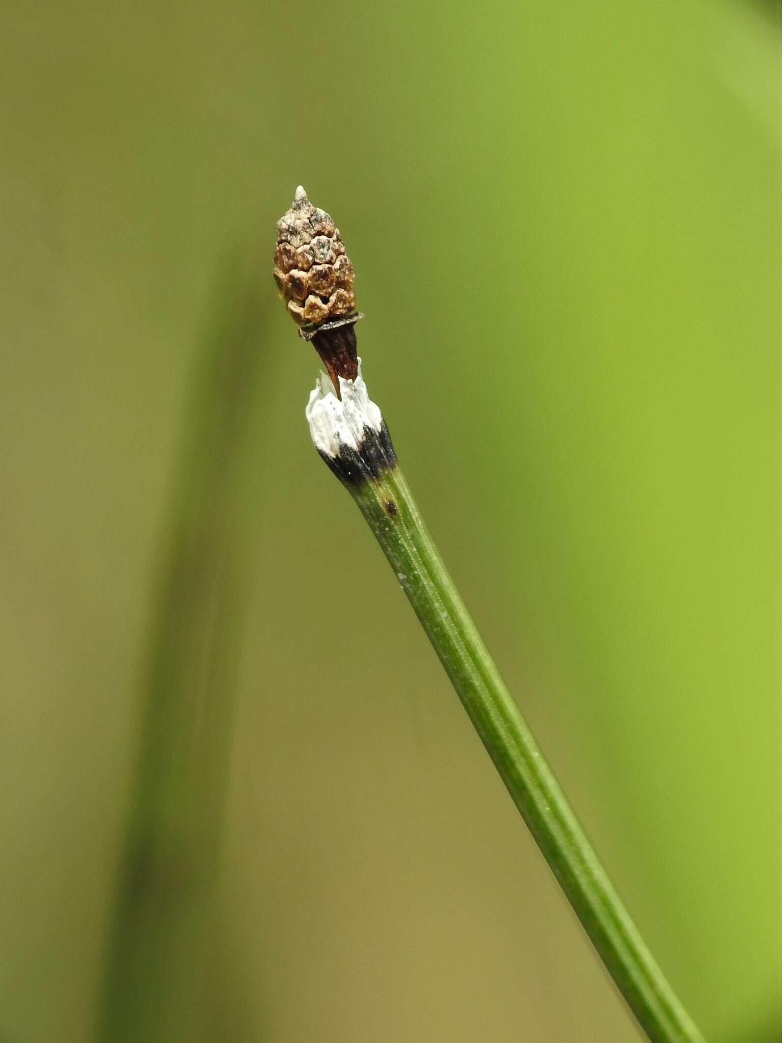 Image of variegated scouringrush