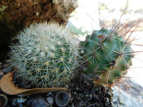 Mammillaria densispina (J. M. Coult.) Orcutt的圖片