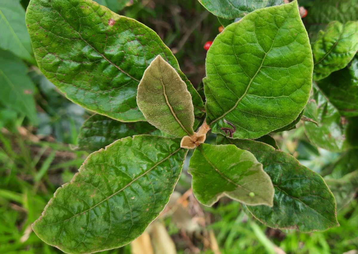 Image of Aegiphila verticillata Vell.