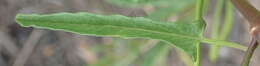 Image of Convolvulus capensis Burm. fil.