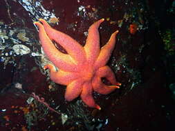 Imagem de Solaster endeca (Linnaeus 1771)