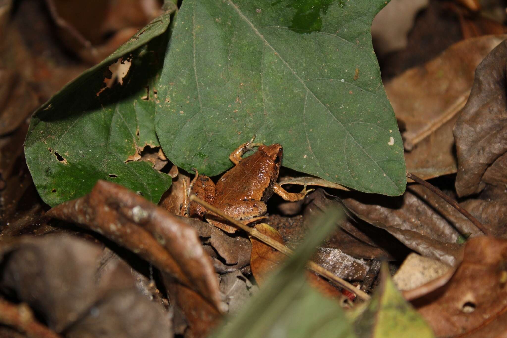 Слика од Microhyla achatina Tschudi 1838