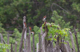 Image of Five-colored Munia