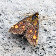 Image of Mint moth