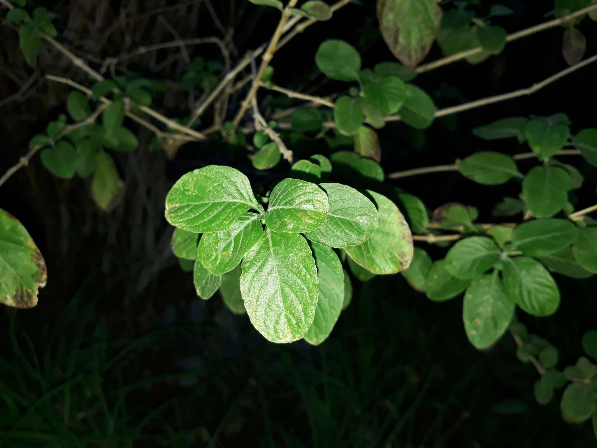 Sivun Dyschoriste thunbergiiflora (S. Moore) Lindau kuva