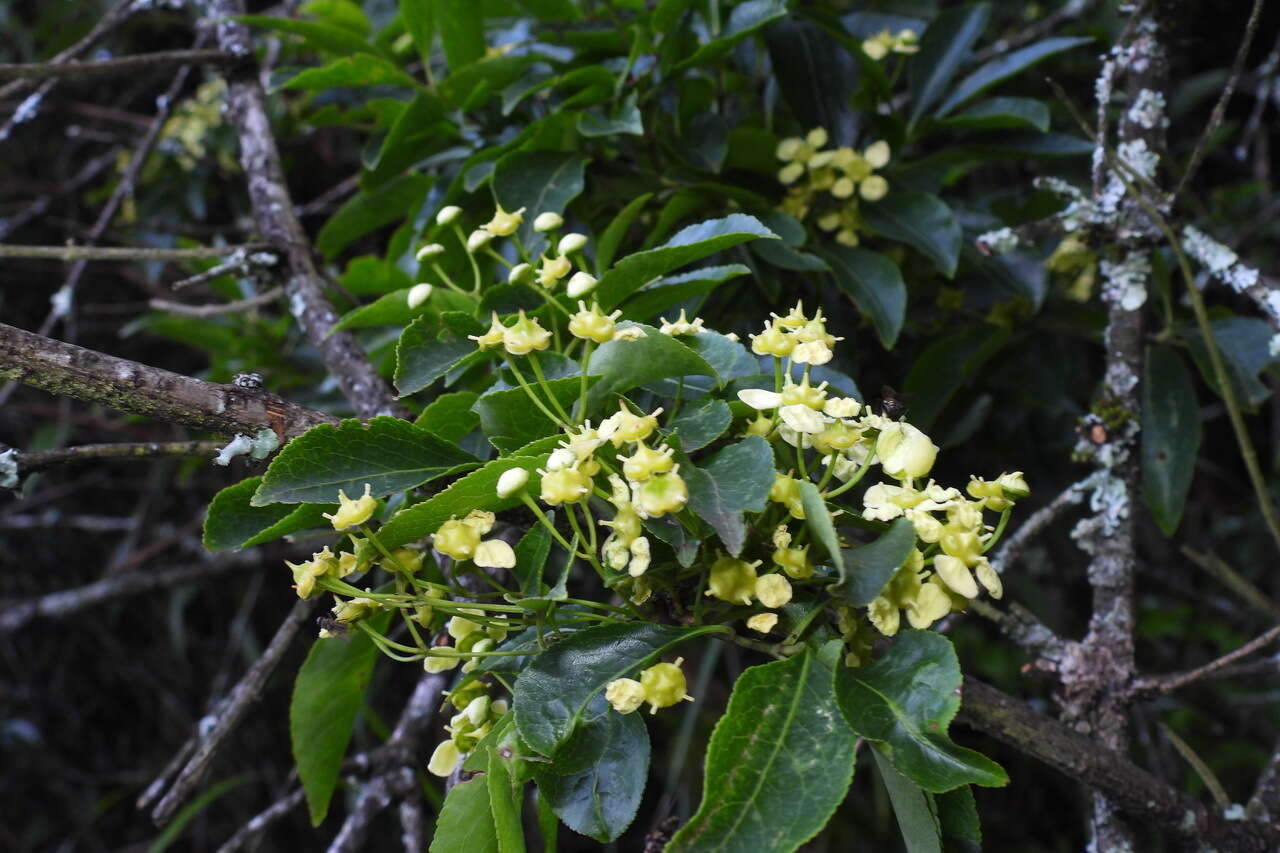 Image of Euonymus carnosus Hemsl.