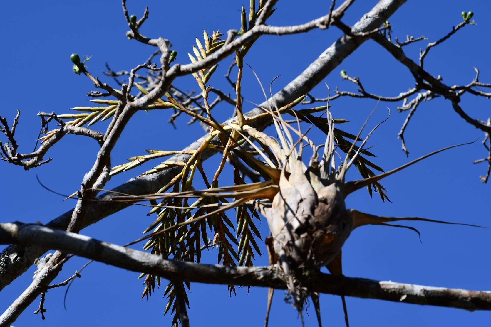 Imagem de Tillandsia elusiva Pinzón, I. Ramírez & Carnevali