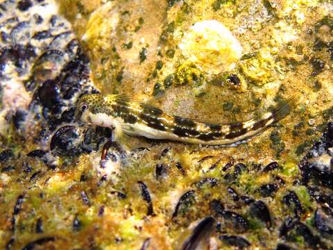 Image of Adriatic blenny