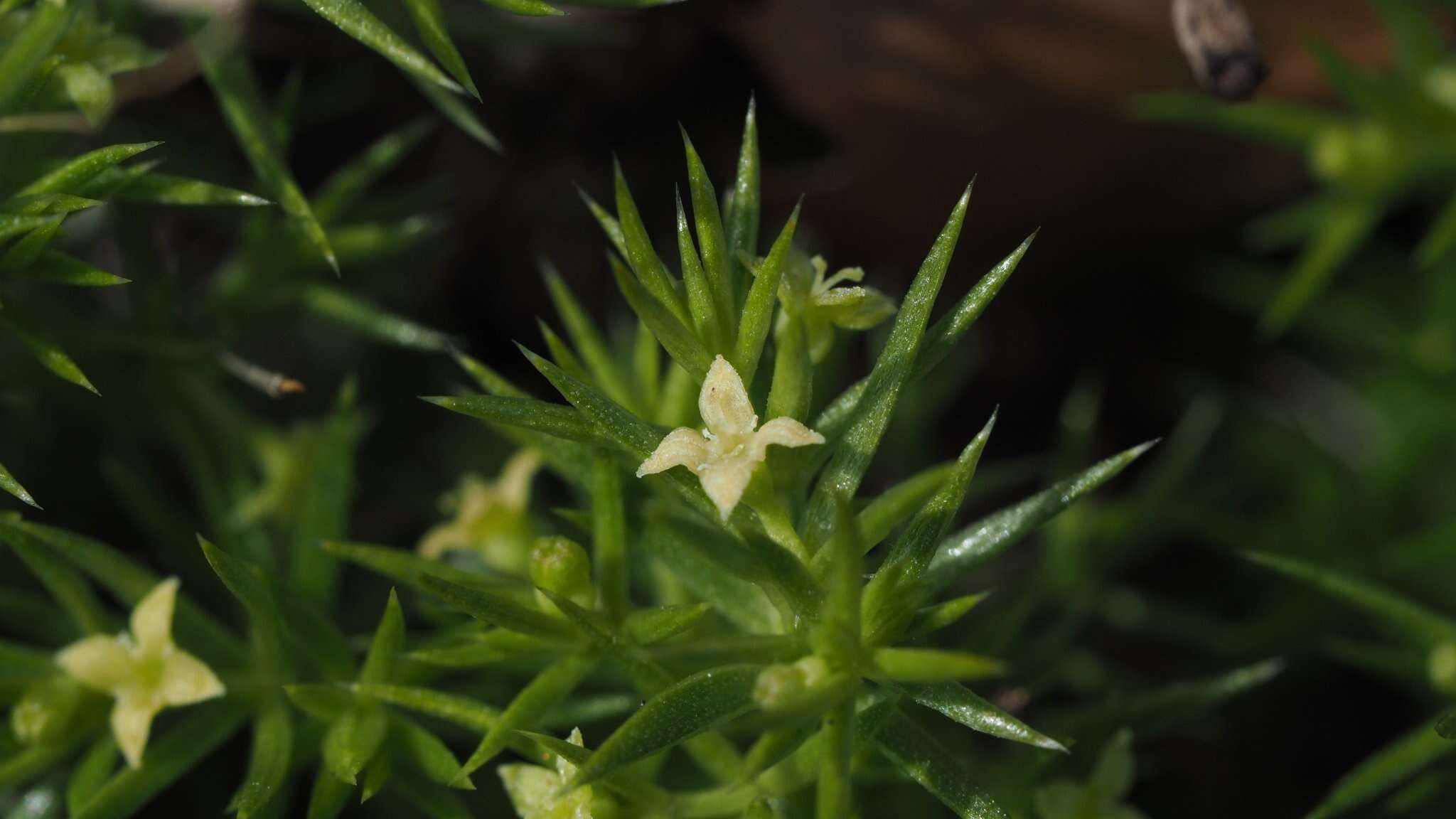 Image of Andrews' bedstraw