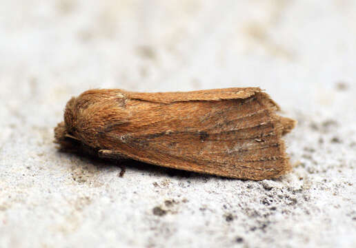 Image of twin-spotted wainscot