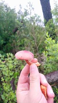 Image of Gymnopilus subpurpuratus Guzm.-Dáv. & Guzmán 1991