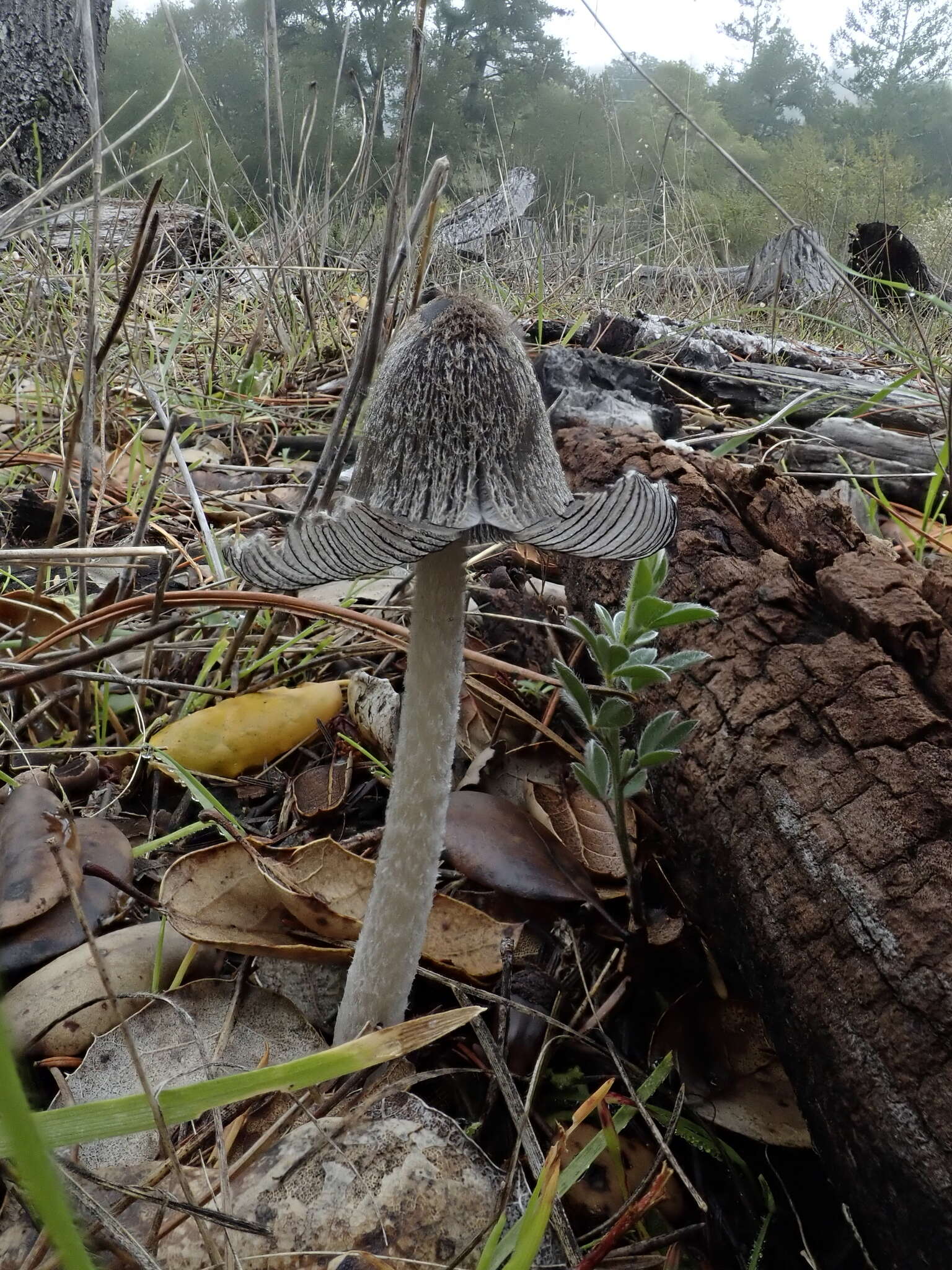 Imagem de Coprinopsis jonesii (Peck) Redhead, Vilgalys & Moncalvo 2001