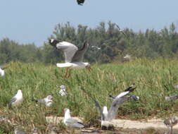 Image of Grey-headed Gull