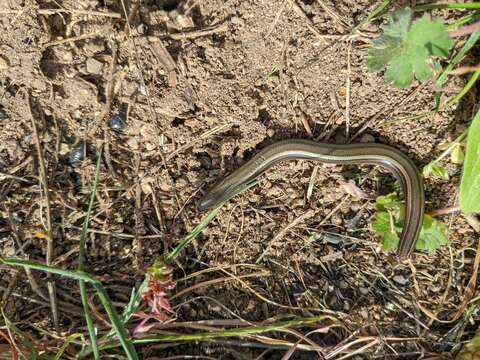 Image of Chalcides chalcides vittatus (Leuckart 1828)