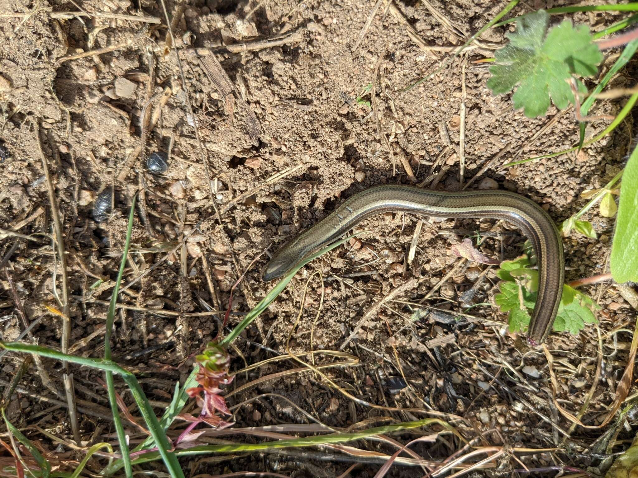 Chalcides chalcides vittatus (Leuckart 1828) resmi