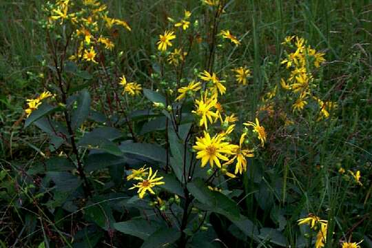 Image de Silphium asteriscus var. latifolium (A. Gray) J. A. Clevinger