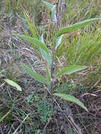 Centaurea jacea subsp. substituta (Czer.) A. D. Mikheev的圖片