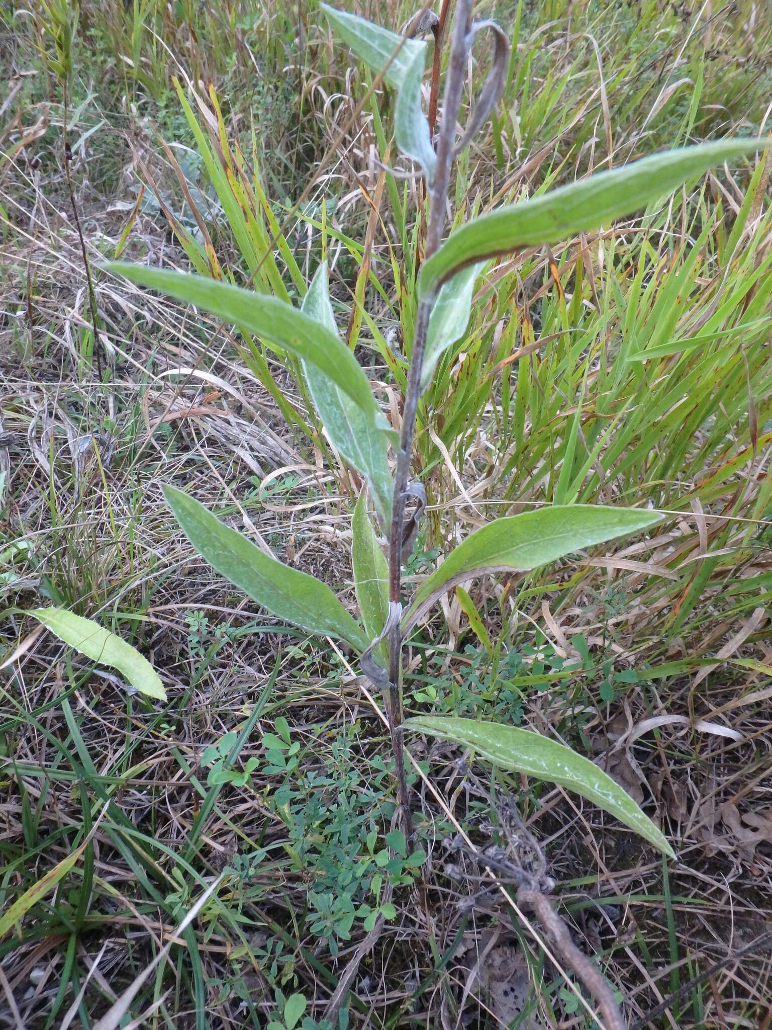 Image of Centaurea jacea subsp. substituta (Czer.) A. D. Mikheev