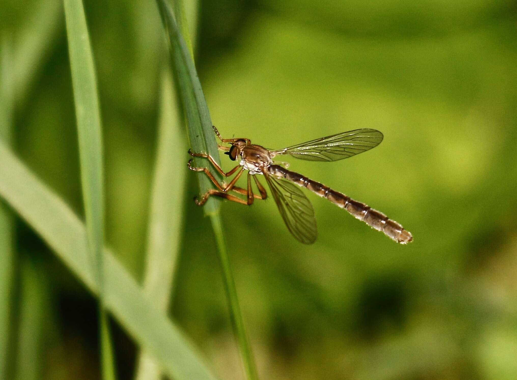 Image of Leptogaster flavipes Loew 1862