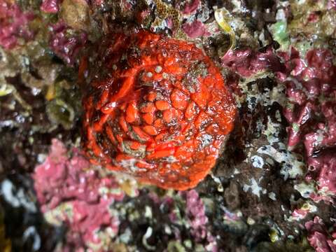 Image of armoured sea cucumber