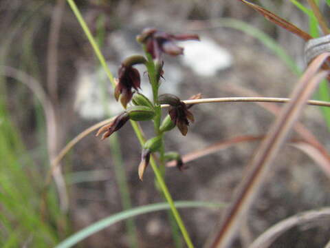 Слика од Genoplesium alticola D. L. Jones & B. Gray