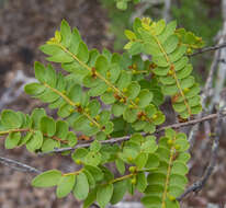 Image of Callisthene microphylla Warm.