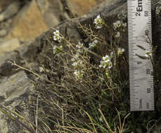 Image of yellow arctic draba