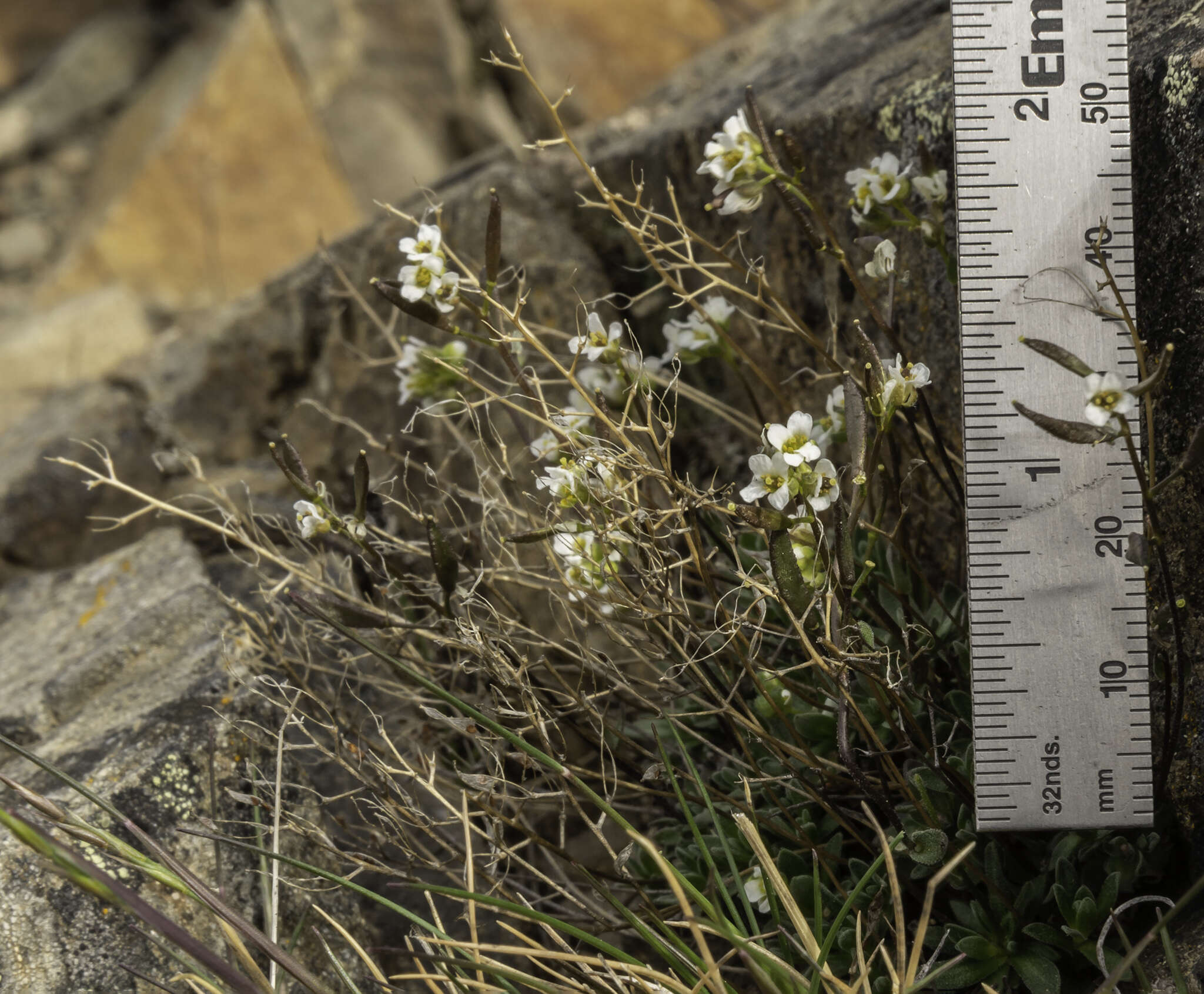 Image of yellow arctic draba