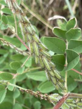 Indigofera astragalina DC.的圖片