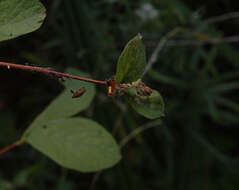 Image of Symphoricarpos albus var. albus