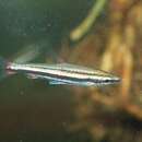 Image of Three-lined pencilfish