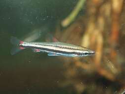 Image of Three-lined pencilfish