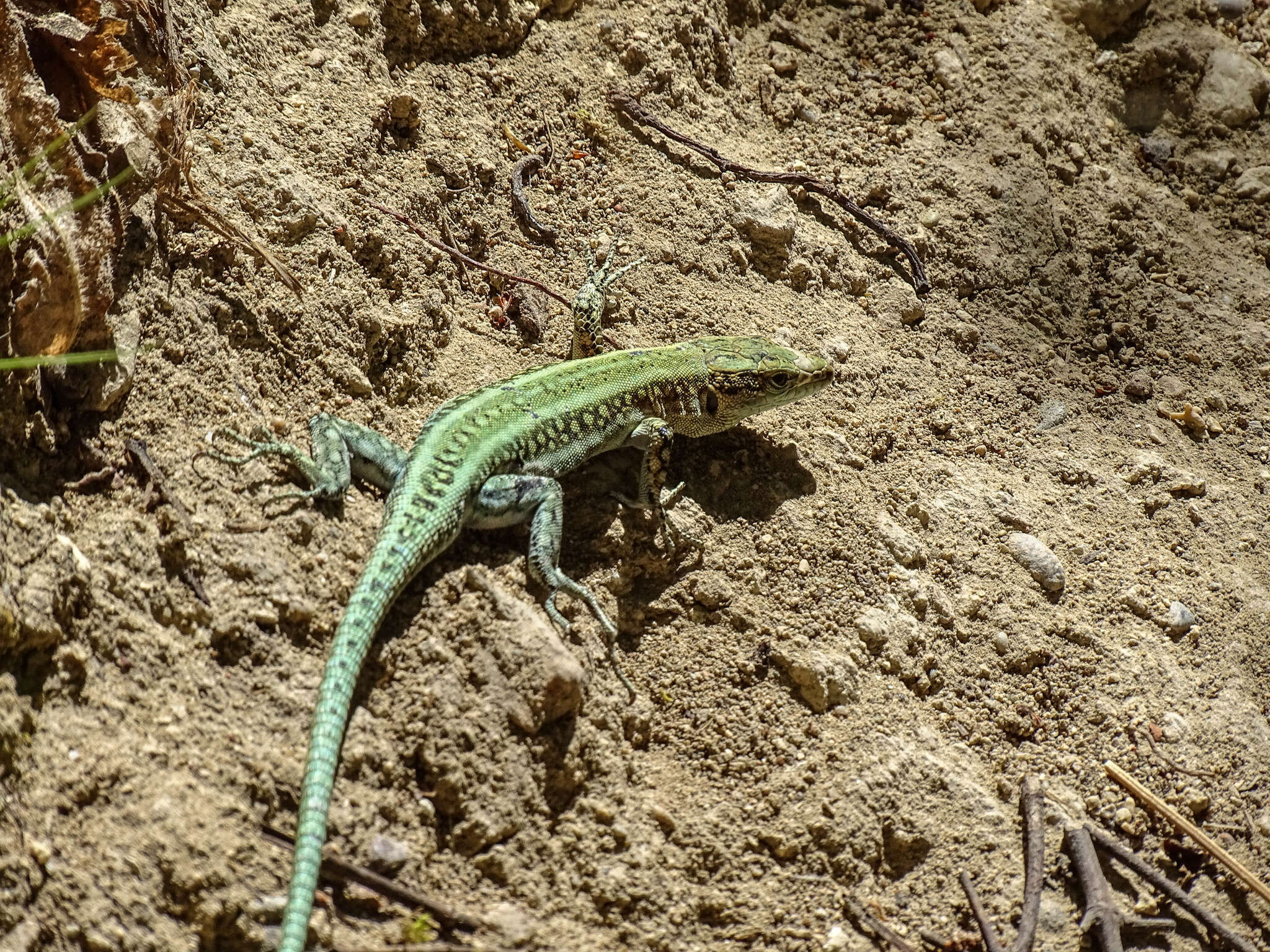 Image of Anatololacerta pelasgiana (Mertens 1959)