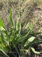 Слика од Helichrysum acutatum DC.