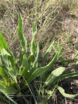 Image of Helichrysum acutatum DC.