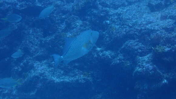 Image of Bluespotted Triggerfish