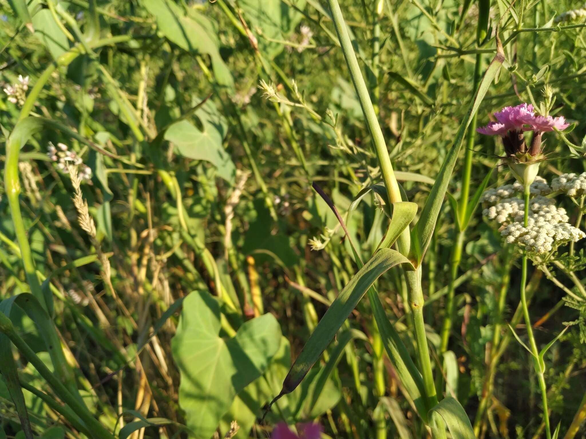 صورة Dianthus capitatus subsp. andrzejowskianus Zapal.