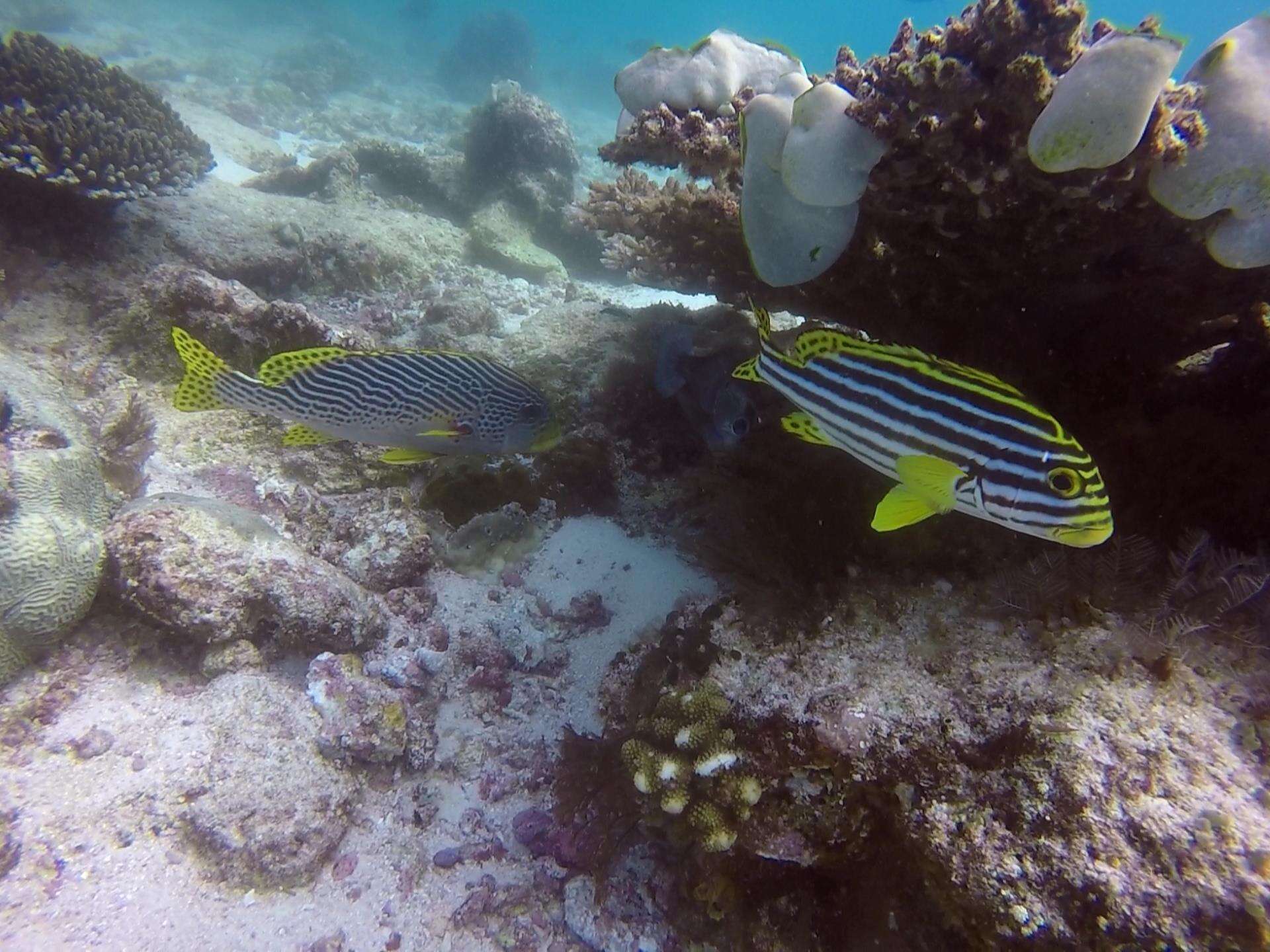 Image of Diagonal banded sweetlips