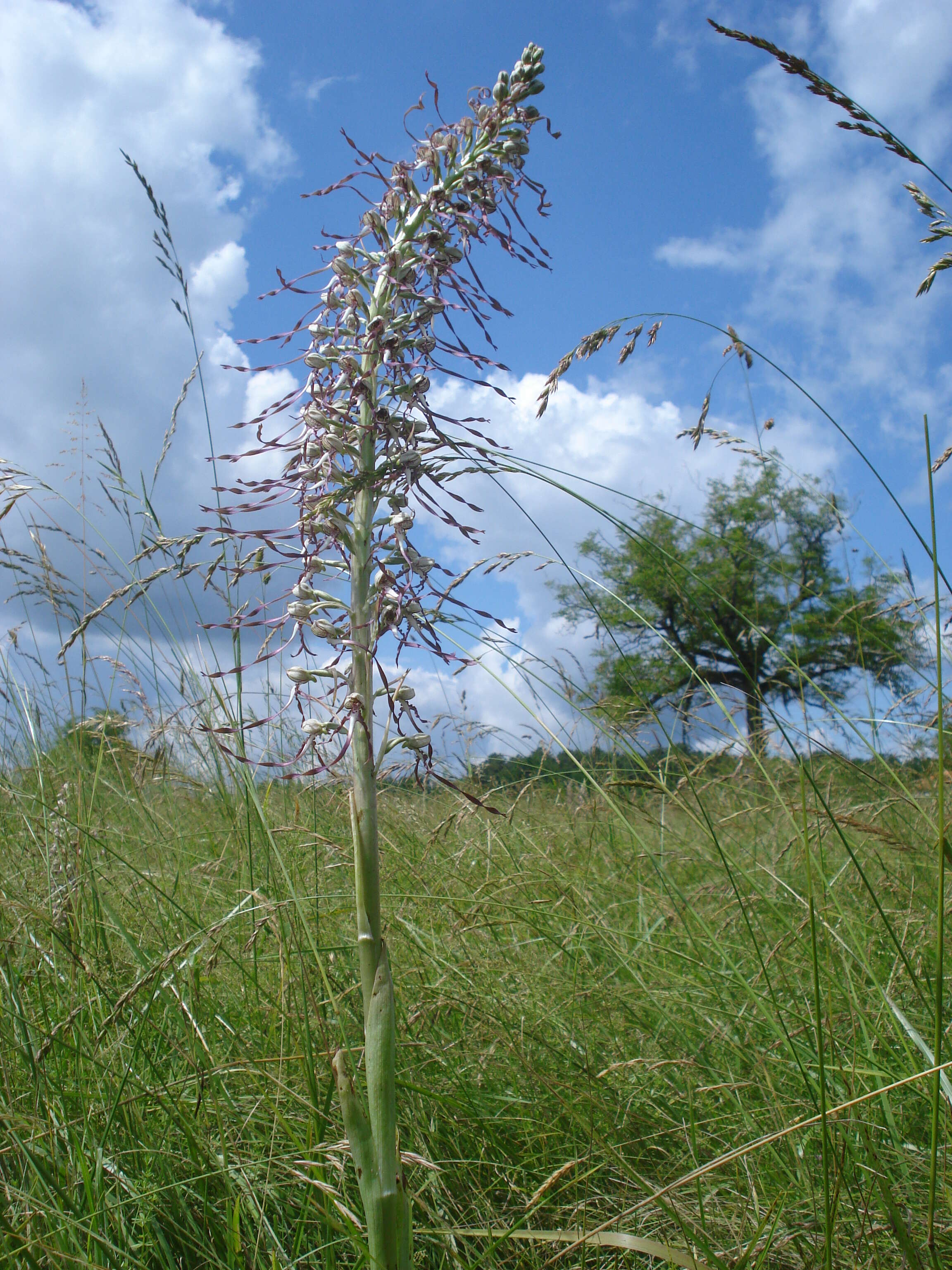 Himantoglossum hircinum (L.) Spreng. resmi