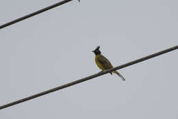 Image of Black-crested Bulbul