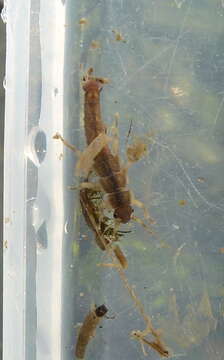 Image of Megaleptoperla