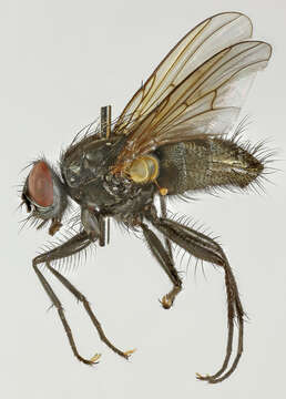 صورة Helina obscurata (Meigen 1826)