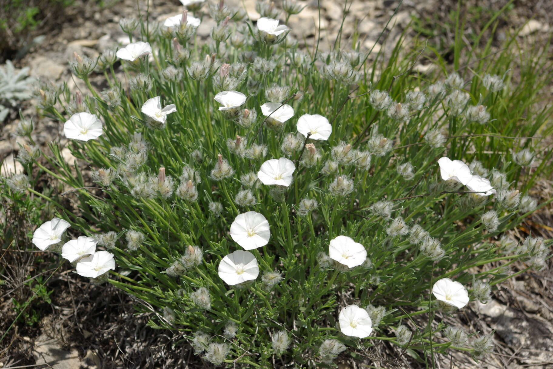 Слика од Convolvulus calvertii subsp. ruprechtii (Boiss.) J. R. I. Wood & Scotland