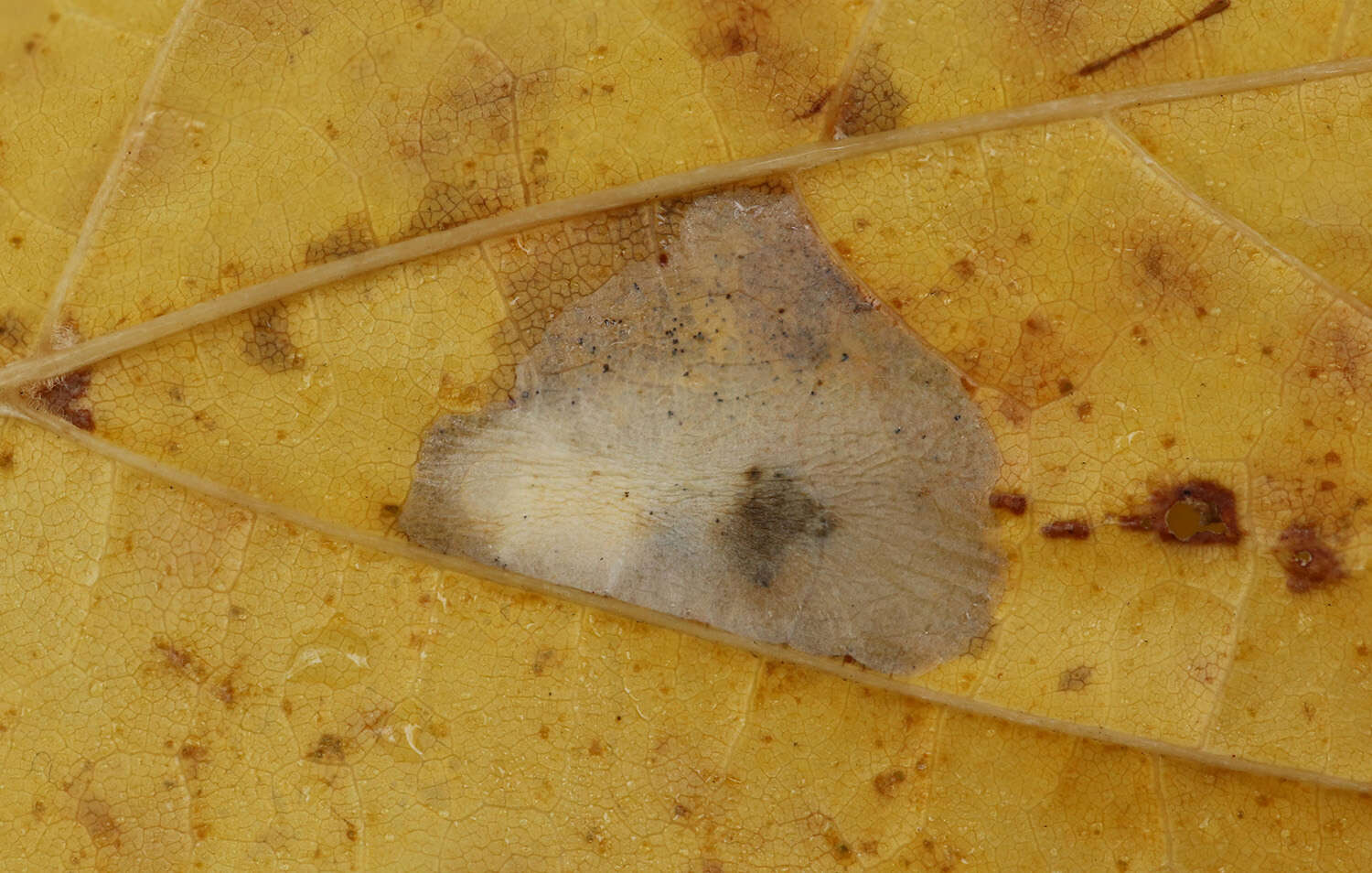 Image of Phyllonorycter joannisi (Le Marchand 1936)